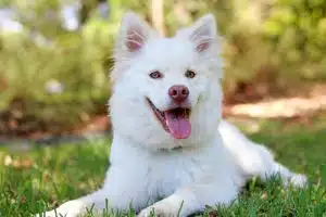 dog grass.