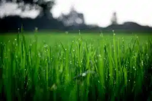 eco-friendly gardening