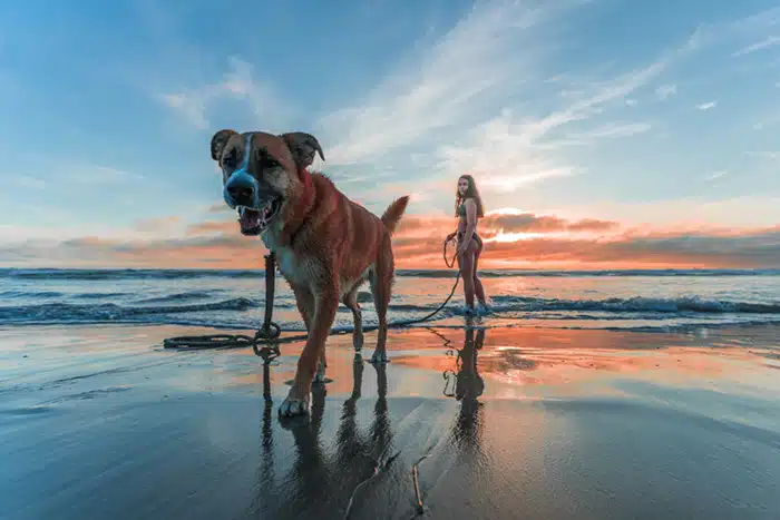 greener pet care. credit: Jacub Gomez, Pexels