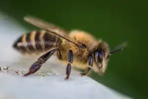 protecting pollinators