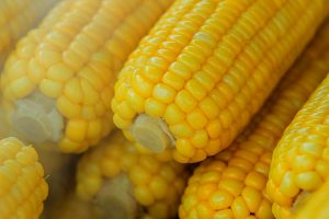 genetically engineered corn. Photo by it's me neosiam from Pexels