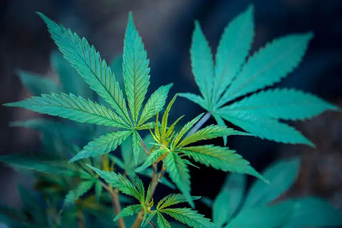 eco-friendly marijuana