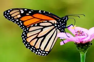 corridor ecology. credit: Peter Miller, FlickCC