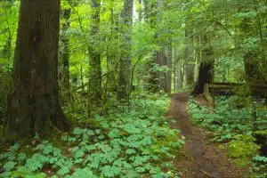 forest therapy