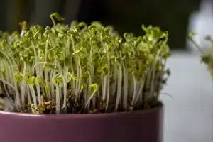 indoor farming
