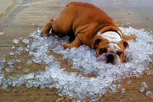 dog