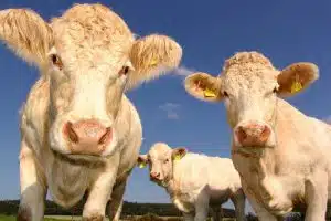 methane emissions