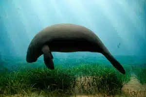 manatee boat