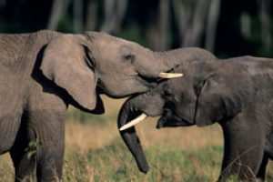 Elephant Populations Stable