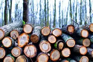 addressing deforestation