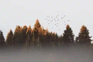 Efdal YILDIZ from Pexels