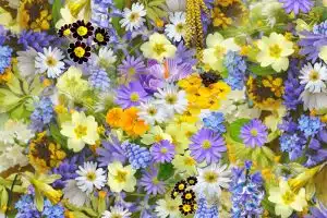sustainable cut flowers