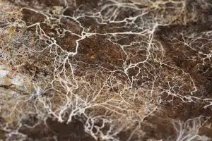 mycoremediation
