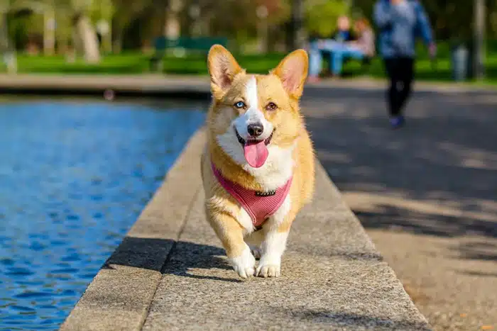coronavirus and pets