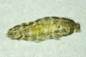 tardigrade