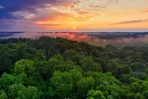 tropical deforestation
