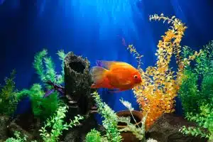 aquarium