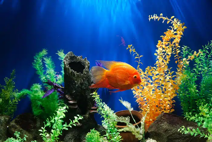 aquarium