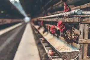factory farms worse