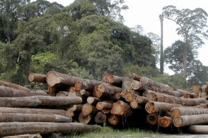logging 300x200 Forest Stewardship Council Furthers Conservation Cause, Warts And All