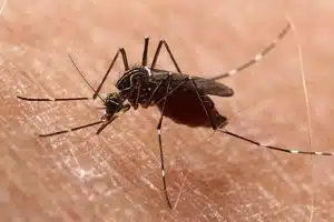 Is DEET Safe?
