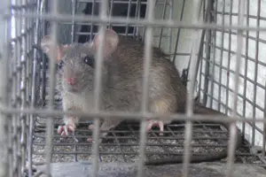 mouse