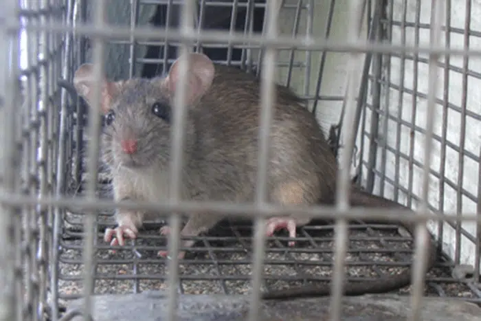 Poison Free Ways to Get Rid of Rodents