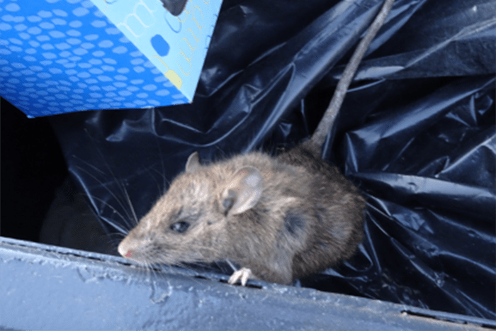 Poison Free Ways to Get Rid of Rodents