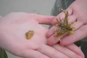 sargassum