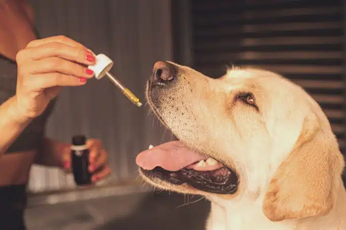 dogs and CBD