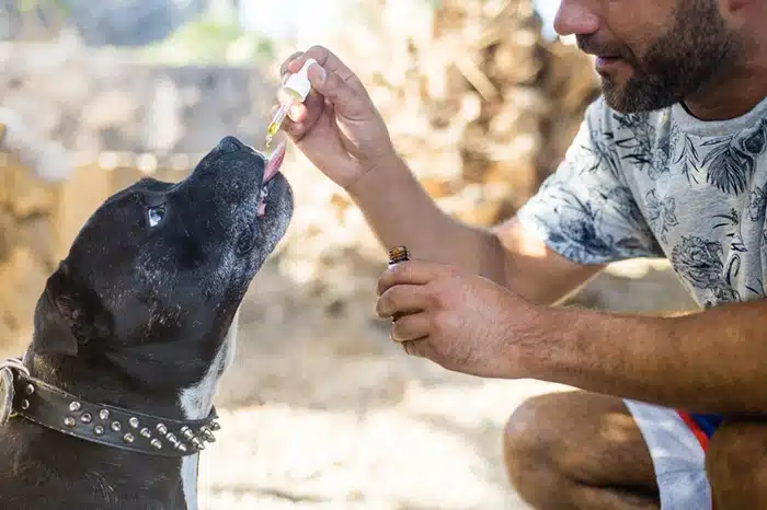 cbd and dogs