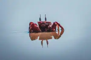 crab