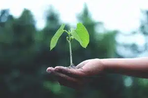 leaf