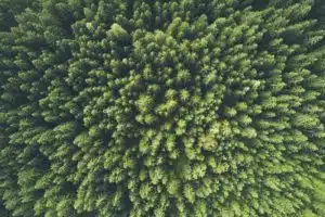 trees