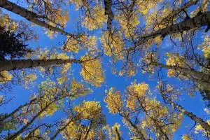 aspens