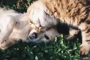 catanddog