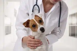 distemper