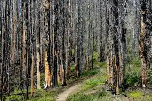 benefits of fire