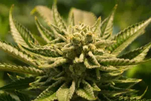 weed