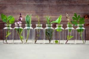 Bottle of essential oil with herbs holy basil flower, basil flow