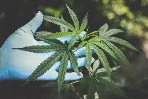 uses of hemp