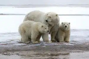 anwr drilling update