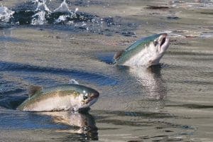 credit: ingrid taylar, flickrcc