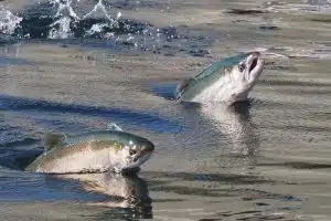 credit: ingrid taylar, flickrcc