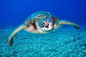 sea turtle migration