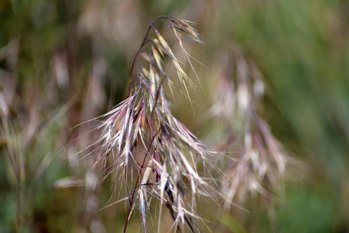 Cheatgrass. Credit: USFWS, FlickrCC