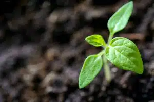 grow