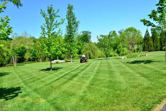 lawn care and maintenance