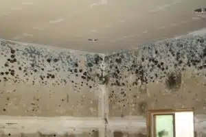 mold