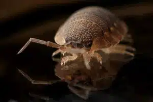 pest